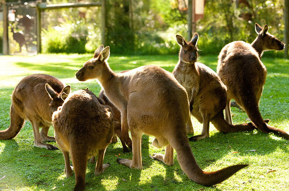 Du lịch Úc mùa Đông - Công viên Symbio