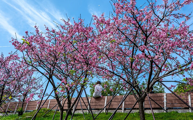 Công Viên Lohas - Địa điểm ngắm hoa Anh Đào tại Đài Loan