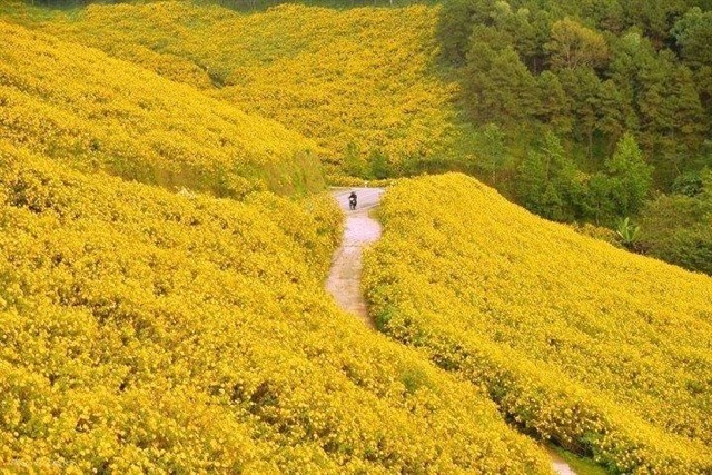 Một màu vàng óng ả của mùa hoa dã quỳ trên những ngọn đồi Đà Lạt