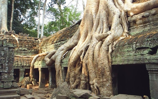 Khám phá đền Ta Prohm Campuchia, ngôi đền bí ẩn với những rễ cây kì dị