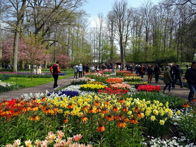 Vươn hoa Keukenhof là địa điểm du lịch Hà Lan nổi tiếng