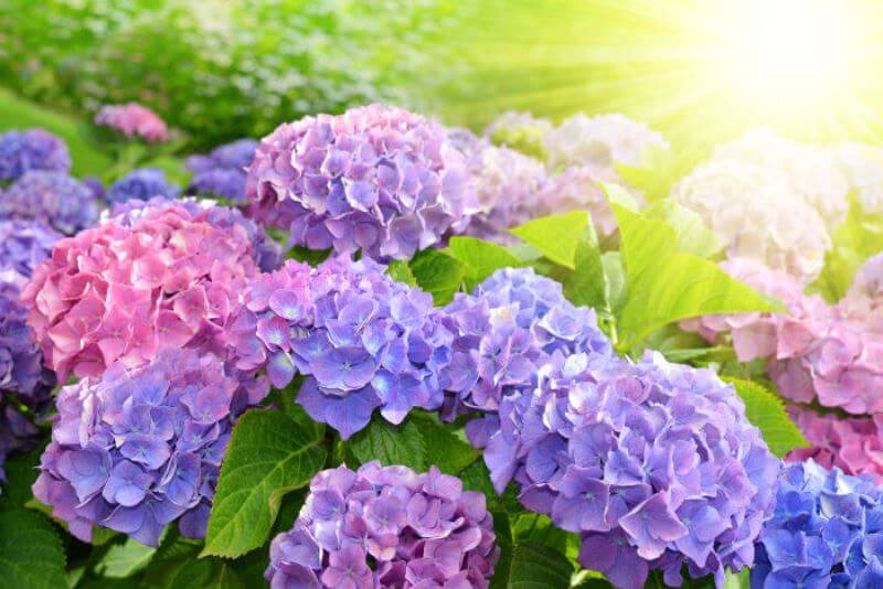Du lịch Nhật Bản ngắm hoa cẩm tú cầu