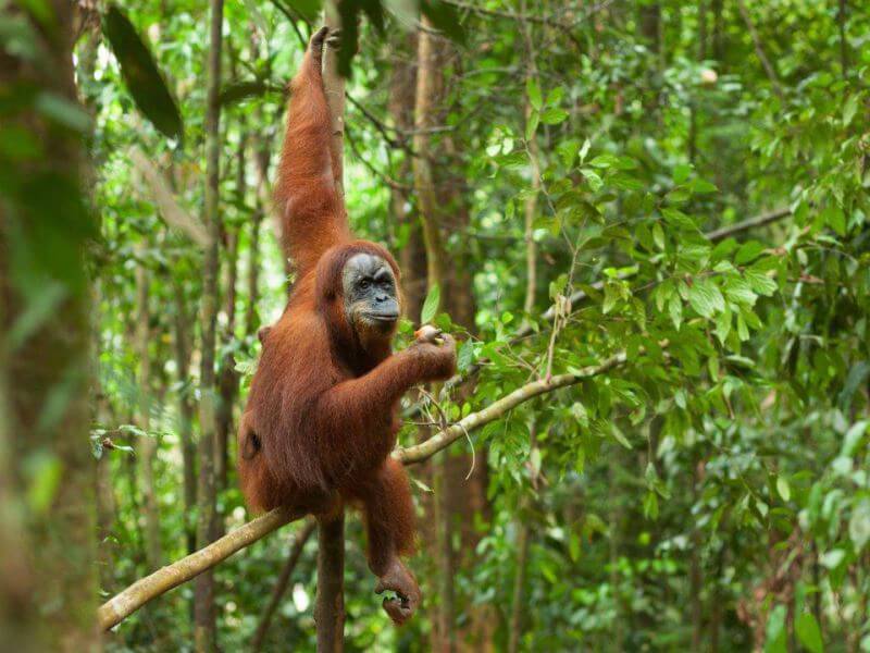 Đi du lịch Châu Á để khám phá rừng nhiệt đới Sumatra