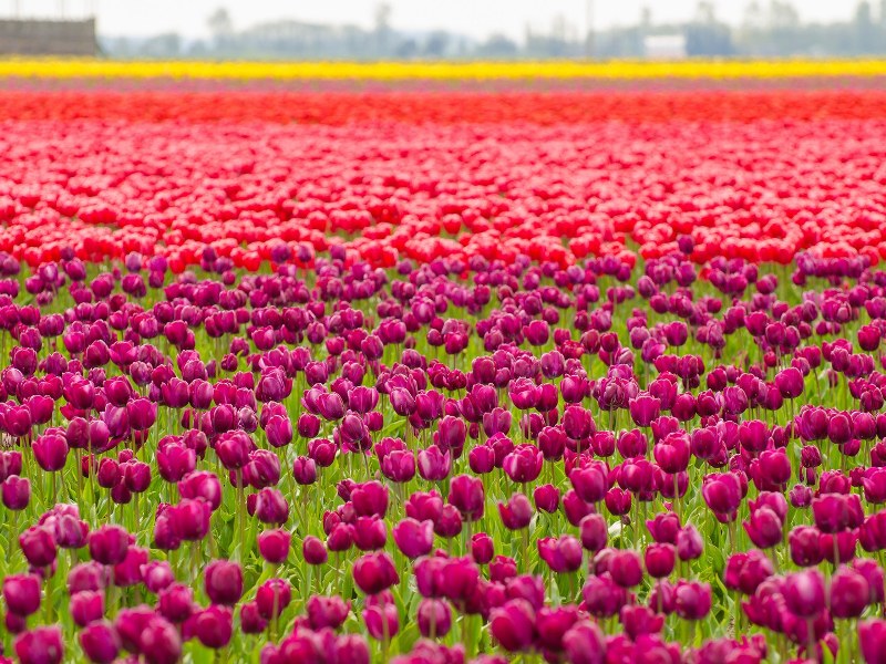 Du lịch Hà Lan hoa tulip: Du lịch Hà Lan hoa tulip là một chuyến đi đáng nhớ với những cánh đồng hoa tulip vô tận. Những bức ảnh về Hà Lan đầy màu sắc và tươi trẻ sẽ đưa bạn đến một thế giới của những loài hoa đẹp nhất trên thế giới.