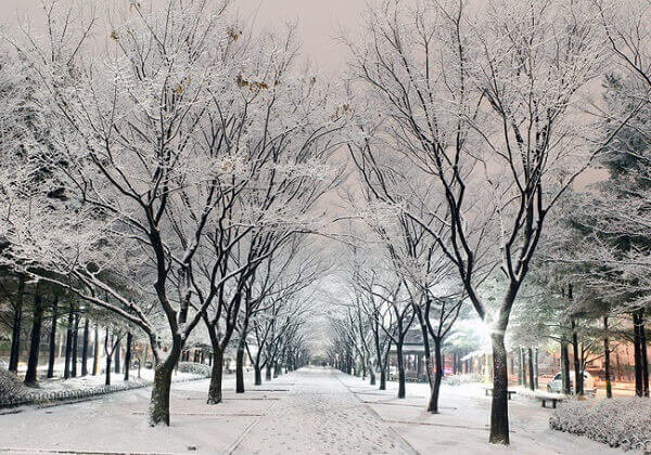 vào mùa đông đảo Nami ở Hàn Quốc phủ tuyết trắng xóa