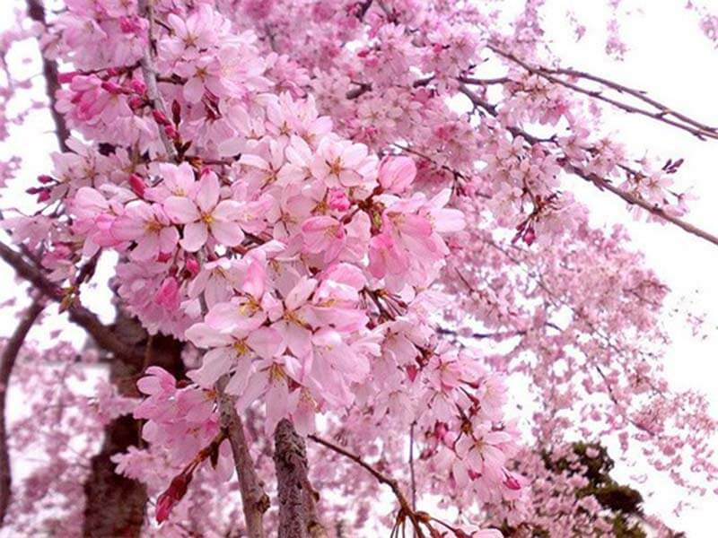 Du lịch Hàn Quốc ngắm hoa anh đào tại công viên Seoul
