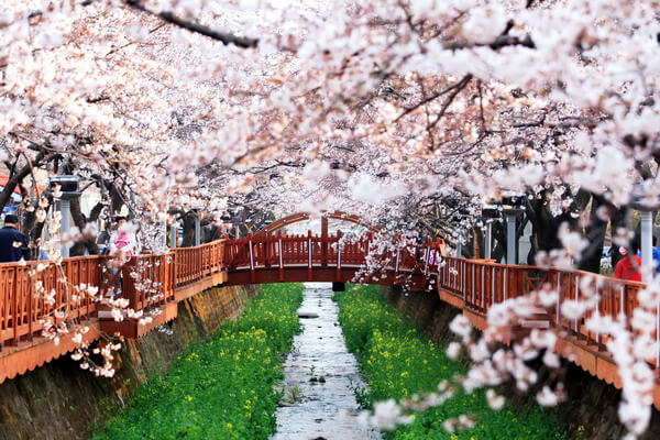 Du lịch Hàn Quốc vào Xuân thời tiết dễ chịu