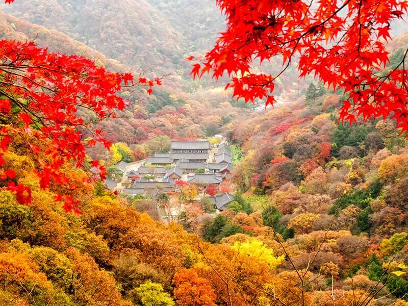 Du lịch Hàn Quốc mùa Thu có gì đẹp