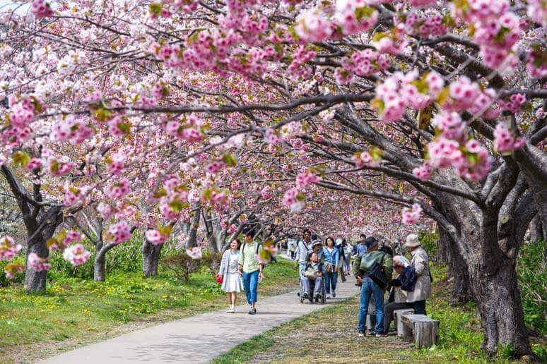 Chidorigafuchi vào mùa Xuân thu hút hàng ngàn lượt khách du lịch Nhật Bản