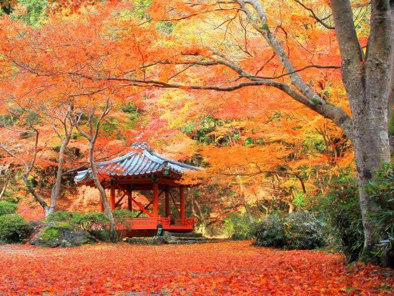 Hẻm núi Oboke Nhật Bản ngập tràn lá phong đỏ khi Thu về