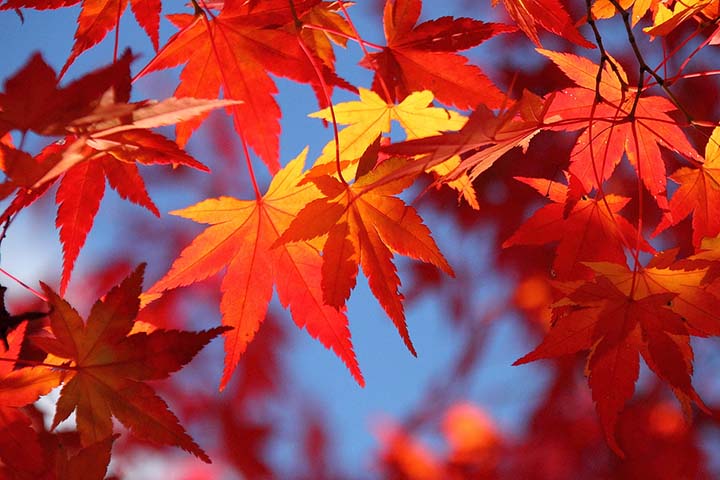 Du lịch Nhật Bản tìm hiểu ý nghĩa của cây lá đỏ