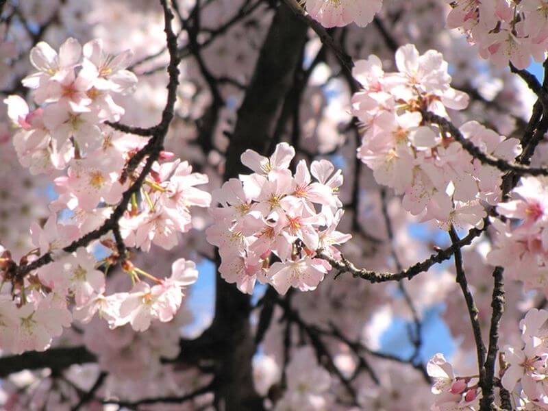 Mỗi khi xuân về, khách du lịch Nhật Bản lại được chiêm ngưỡng sắc hoa anh đào