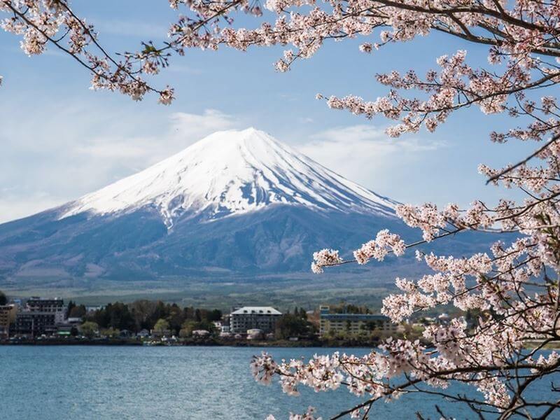 Du lịch Nhật Bản - Ngắm hoa anh đào ở Núi phú Sĩ