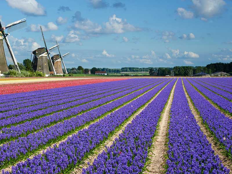 Du lịch Hà Lan nên tham quan những vườn hoa nào