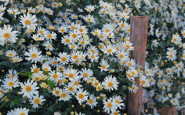 Khi nhắc đến hoa cúc họa mi, chúng ta sẽ nghĩ ngay đến sự dịu dàng, ngọt ngào. Và hình ảnh sắc nét của những cánh hoa trắng tinh khôi làm nổi bật vẻ đẹp yếu đuối, cầu kỳ của hoa cúc họa mi.