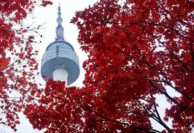 TOUR HÀN QUỐC MÙA THU 5N4Đ | SEOUL - NAMI - EVERLAND - HÁI TÁO