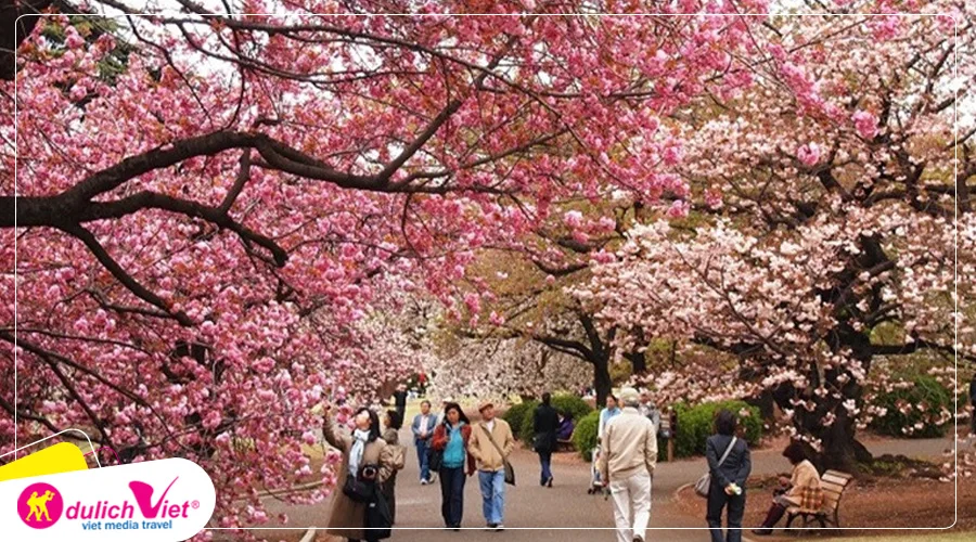 TOUR HÀN QUỐC MÙA XUÂN 5N4Đ | HÀ NỘI - SEOUL - NAMI - EVERLAND - NGẮM HOA ANH ĐÀO CÔNG VIÊN YEOUIDO - RỪNG SEOUL (Bay Vietnam Airlines)