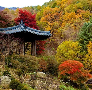 TOUR HÀN QUỐC MÙA XUÂN 5N4Đ | HÀ NỘI - SEOUL - NAMI - EVERLAND - NGẮM HOA ANH ĐÀO CÔNG VIÊN YEOUIDO - RỪNG SEOUL (Bay Vietnam Airlines)