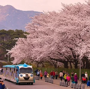 TOUR HÀN QUỐC MÙA HOA ANH ĐÀO 5N4Đ | HÀ NỘI - SEOUL - NAMI - MORNING CALM - EVERLAND - CÔNG VIÊN YEOUIDO