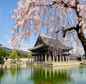 Du lịch Hàn Quốc mùa Hoa Anh Đào từ Hà Nội 2024