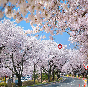Du lịch Hàn Quốc mùa Hoa Anh Đào - Busan - Seoul - Đảo Nami - Incheon từ Hà Nội 2025