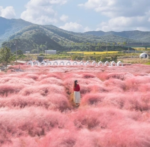 TOUR HÀN QUỐC MÙA THU 6N5Đ | HÀ NỘI - BUSAN - GYEONGJU - SEOUL - ĐẢO NAMI - TÀU ĐIỆN VEN BIỂN HAEUNDAE - CỎ HỒNG MUHLY - LÀNG VĂN HÓA HUINNYEOUL