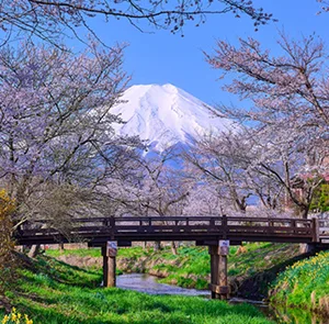 TOUR NHẬT BẢN MÙA HOA ANH ĐÀO 6N5Đ | OSAKA – KYOTO – NAGOYA – NÚI PHÚ SĨ – TOKYO