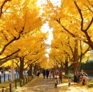TOUR NHẬT BẢN MÙA THU 6N5Đ | HÀ NỘI - OSAKA - KOBE - KYOTO - NÚI PHÚ SĨ - TOKYO