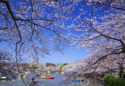 Du lịch Nhật Bản mùa Hoa Anh Đào - Nagoya - Osaka - Kyoto - Fuji Moutain - Tokyo từ Hà Nội 2024