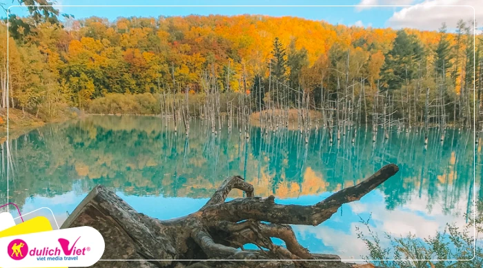 TOUR NHẬT BẢN MÙA THU 6N5Đ | HÀ NỘI - HOKKAIDO - ASAHIKAWA – SAPPORO - NOBORIBETSU - NGẮM LÁ VÀNG MÙA THU