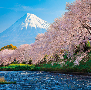 Du lịch Nhật Bản mùa Hoa Anh Đào - Osaka - Kobe - Kyoto - Nagoya - Núi Phú Sĩ - Tokyo từ Hà Nội 2025