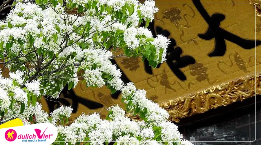 Hoa lưu tô