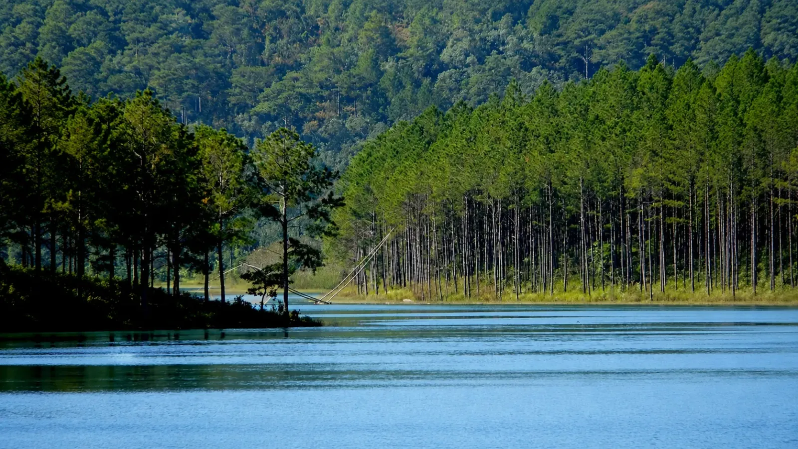 Cảnh quan rừng thông và hồ nước đặc trưng của Đà Lạt