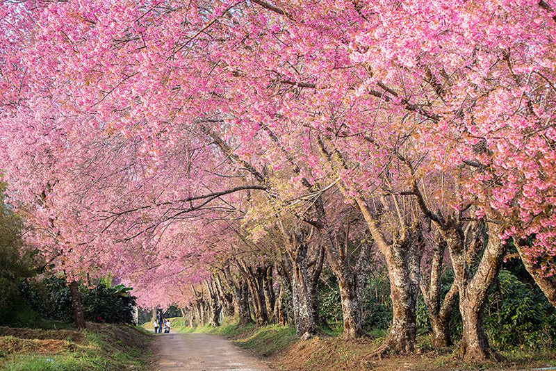 Tham quan nông trường Vũ Lăng - vườn hoa Anh Đào đẹp nhất Đài Loan