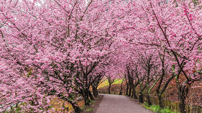 Tham quan nông trường Vũ Lăng - vườn hoa Anh Đào đẹp nhất Đài Loan