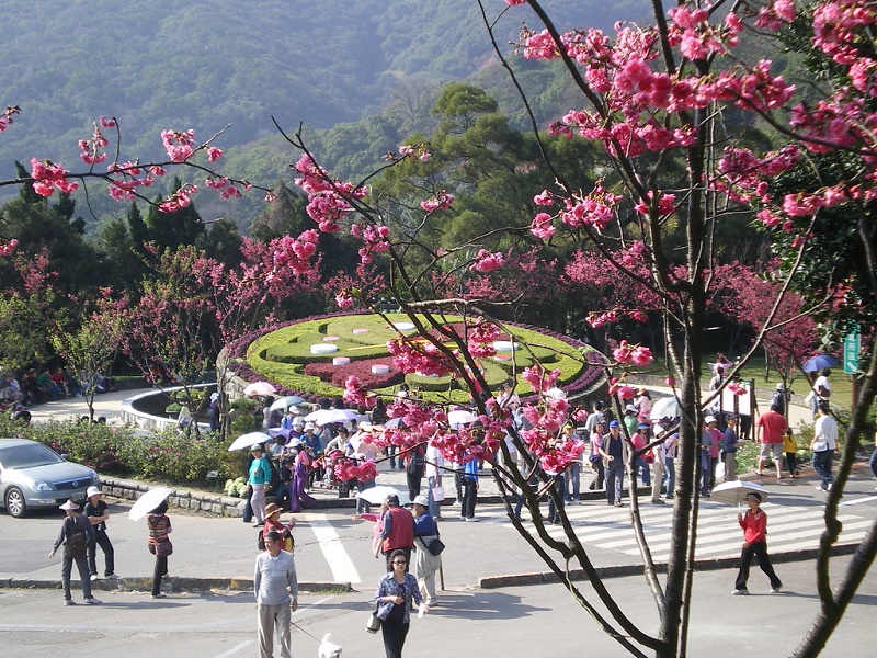 Hãy thử một lần đặt chân đến Đài Loan mùa hoa Anh Đào