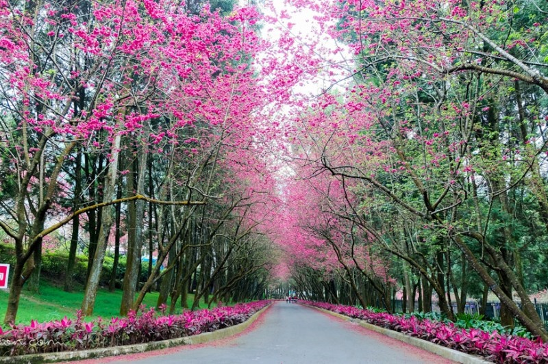 Hãy thử một lần đặt chân đến Đài Loan mùa hoa Anh Đào