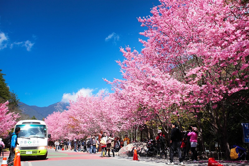 Những điểm ngắm hoa Anh Đào đẹp nhất ở Đài Loan