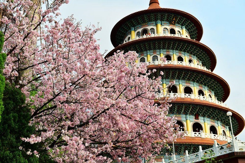 Kinh nghiệm du lịch Đài Loan mùa hoa Anh Đào chi tiết nhất từ A đến Z