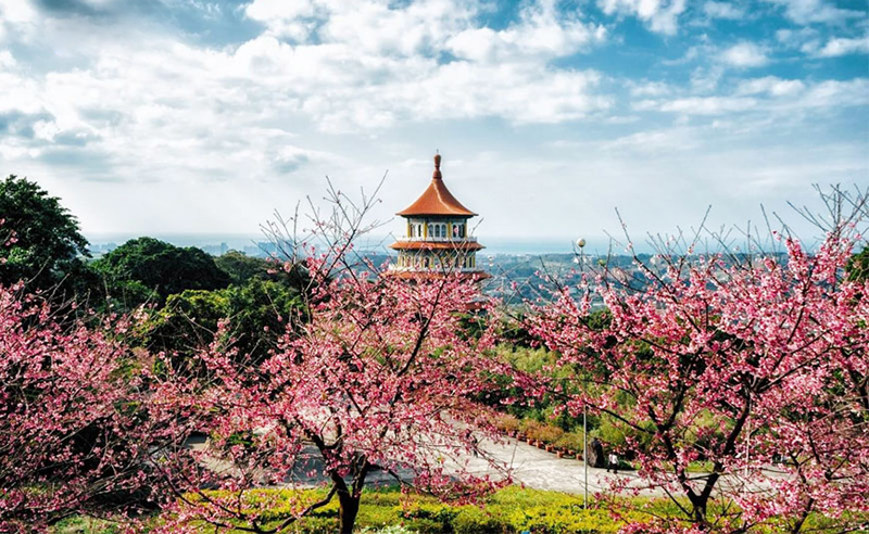 Kinh nghiệm du lịch Đài Loan mùa hoa Anh Đào chi tiết nhất từ A đến Z