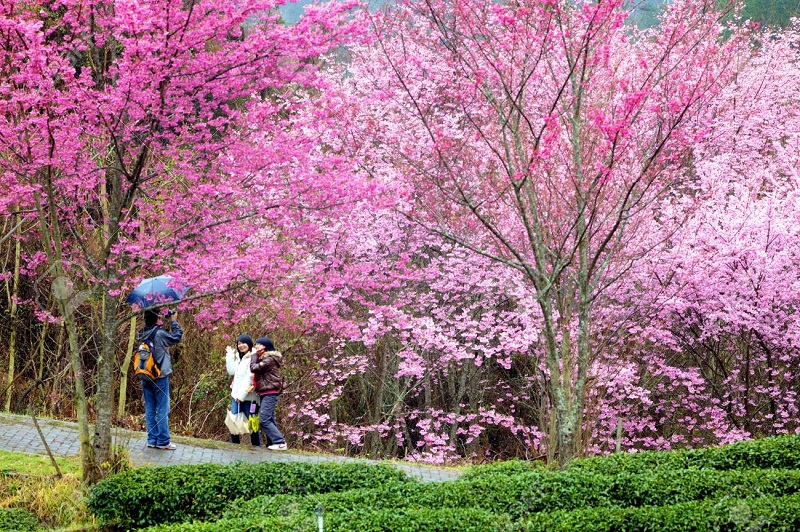 Top những điểm ngắm hoa Anh Đào đẹp nhất ở Đài Loan