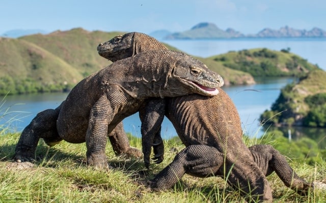 Du lịch đảo Komodo Indonesia, lưu ngay kinh nghiệm chi tiết từ A - Z