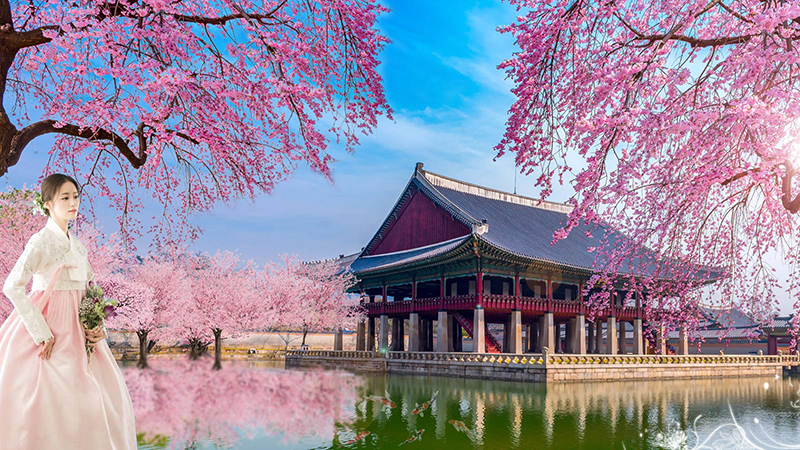 Hoa Anh Đào - Biểu tượng thu hút khách đến với Hàn Quốc