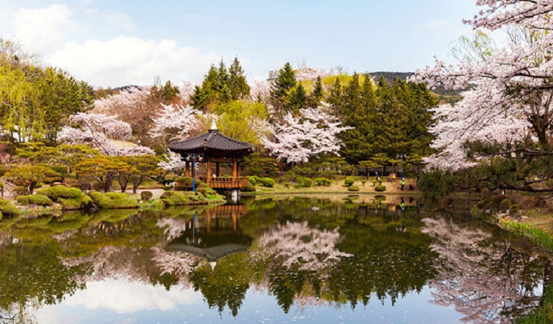 Du lịch Hàn Quốc ngắm hoa Anh Đào ở đâu?