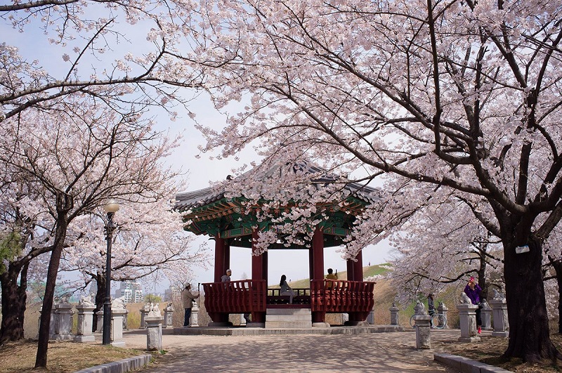 Quyến rũ sắc hương mùa hoa Anh Đào Hàn Quốc            