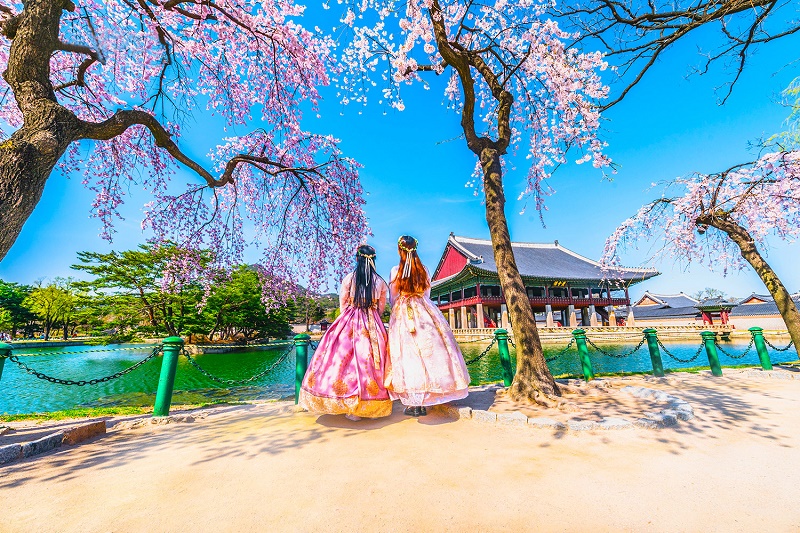 Hoa Anh Đào - Biểu tượng thu hút khách đến với Hàn Quốc