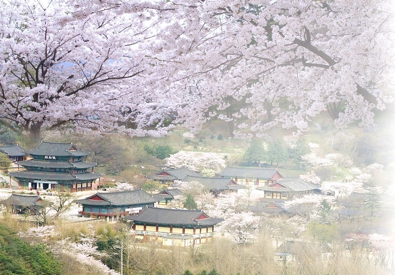Lễ hội hoa Anh Đào Hàn Quốc bắt đầu vào thời gian nào?