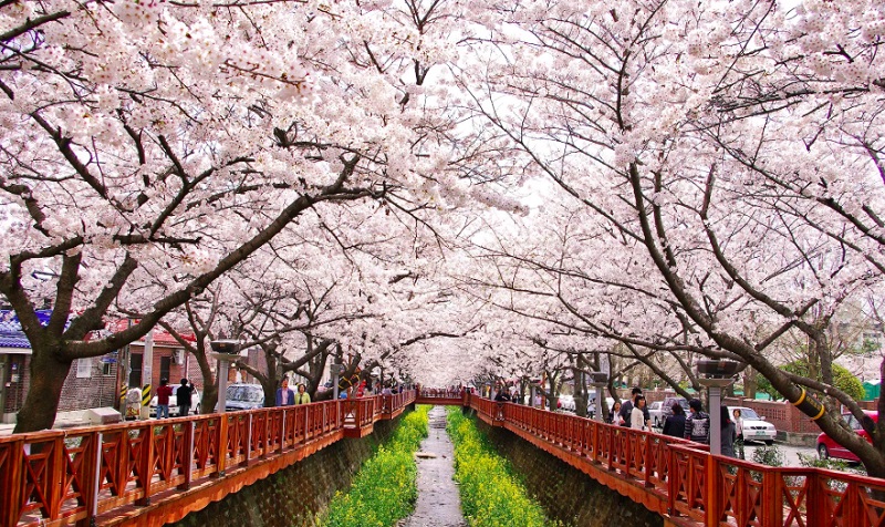 Lễ hội hoa Anh Đào Hàn Quốc bắt đầu vào thời gian nào?