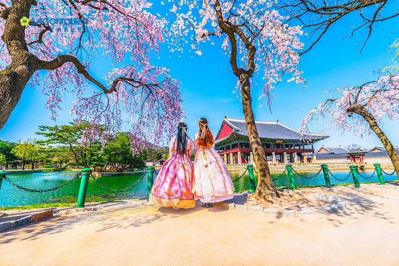 Hai điểm ngắm Hoa Anh đào tại Hàn Quốc thu hút khách nhất