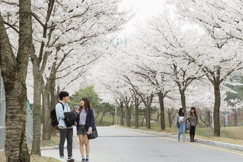 Top 5 điểm ngắm hoa Anh Đào đẹp mê ly tại Hàn Quốc